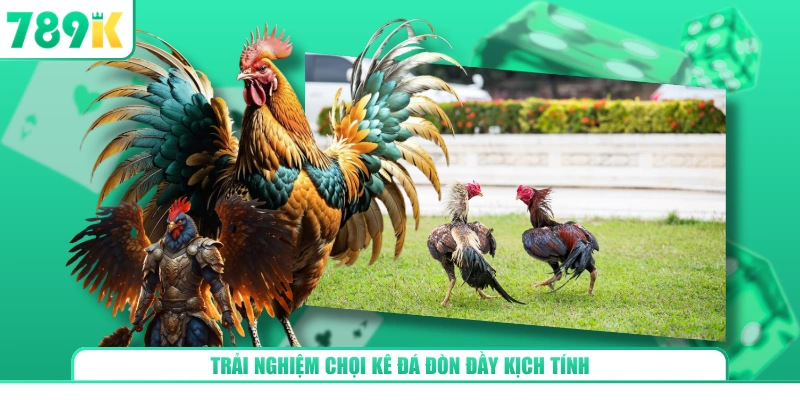 Trải nghiệm chọi kê đá đòn đầy kịch tính